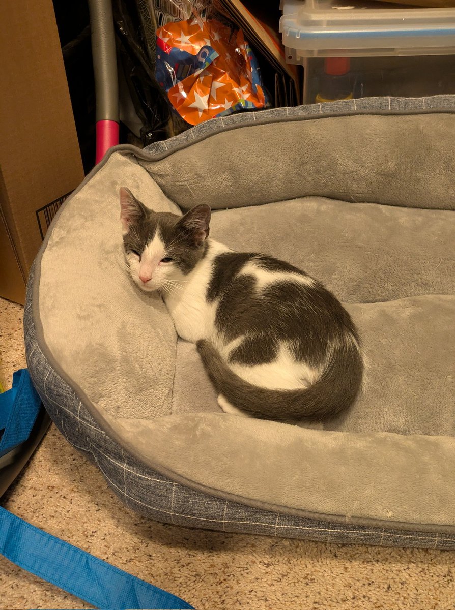 We have decided to name our newest little guy Sherlock, at the suggestion of my oldest son! 😻❤️ 
#kittens