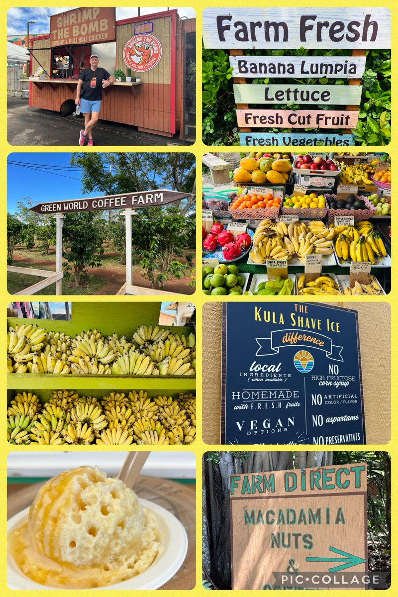 Jane_Arthur_'s tweet image. Oahu’s grand circle island tour. Learned abt Hawaii. Byodo-In Japanese Temple⛩️Turtle Bay🐢North Shore🌊🏄🏽♂️Snorkelling🤿Dole Pineapple Plantation🍍Macadamia Nut & Coffee Farm🌰☕️Food Truck ‘Shrimp the Bomb’ Spicy Shrimp & Huli-Huli Chicken 🌶️,Kula Shaved Ice & Fruit Stands 🍌🍍🥥