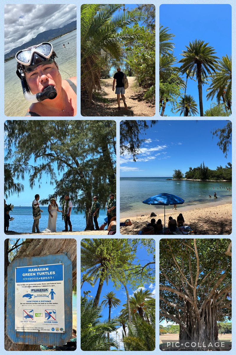 Jane_Arthur_'s tweet image. Oahu’s grand circle island tour. Learned abt Hawaii. Byodo-In Japanese Temple⛩️Turtle Bay🐢North Shore🌊🏄🏽♂️Snorkelling🤿Dole Pineapple Plantation🍍Macadamia Nut & Coffee Farm🌰☕️Food Truck ‘Shrimp the Bomb’ Spicy Shrimp & Huli-Huli Chicken 🌶️,Kula Shaved Ice & Fruit Stands 🍌🍍🥥