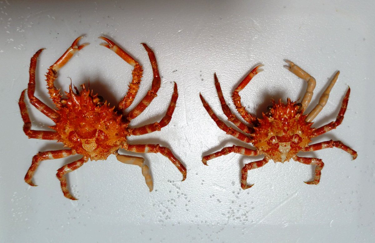 自己採できたノコギリガニ2匹の脚、自作完成！
色は抜ける事を考慮してのカラーリング
