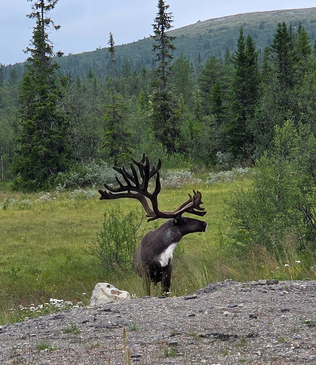 prantare tweet media