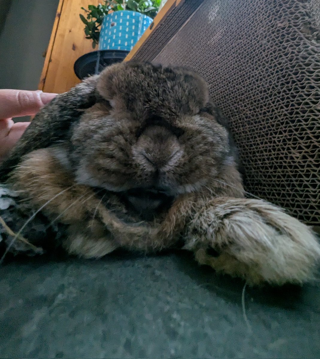 An_Empty_Space_'s tweet image. Just me and my little love chilling on the floor next to each other ❤️
#bunnylife