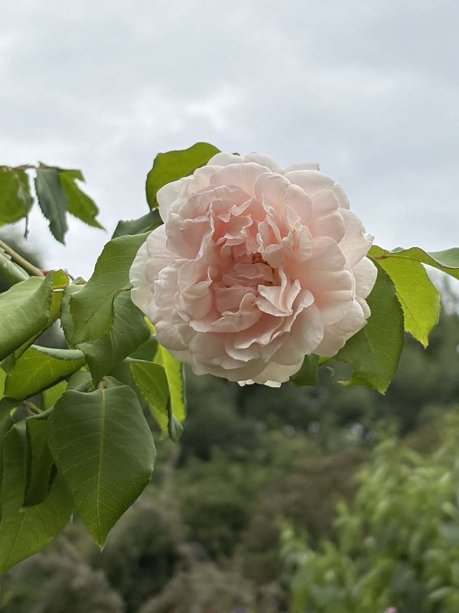 Today’s favourite rose - Mme Alfred Carriere #roses #myroses #mygarden #gardening #gardeningx #GardeningTwitter