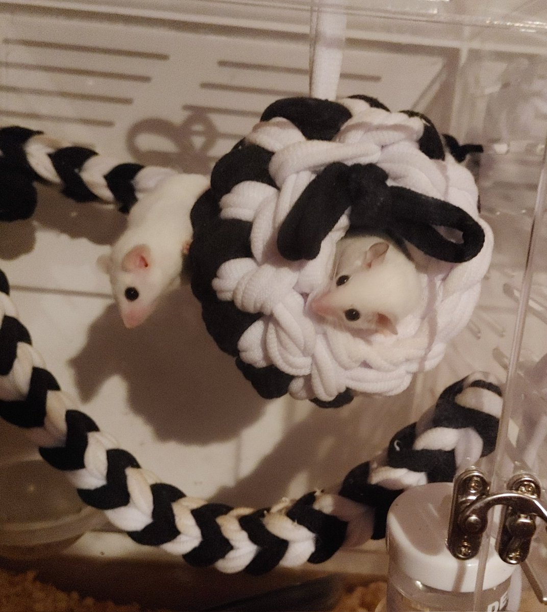 IshiMi__o0's tweet image. 레오와 라라