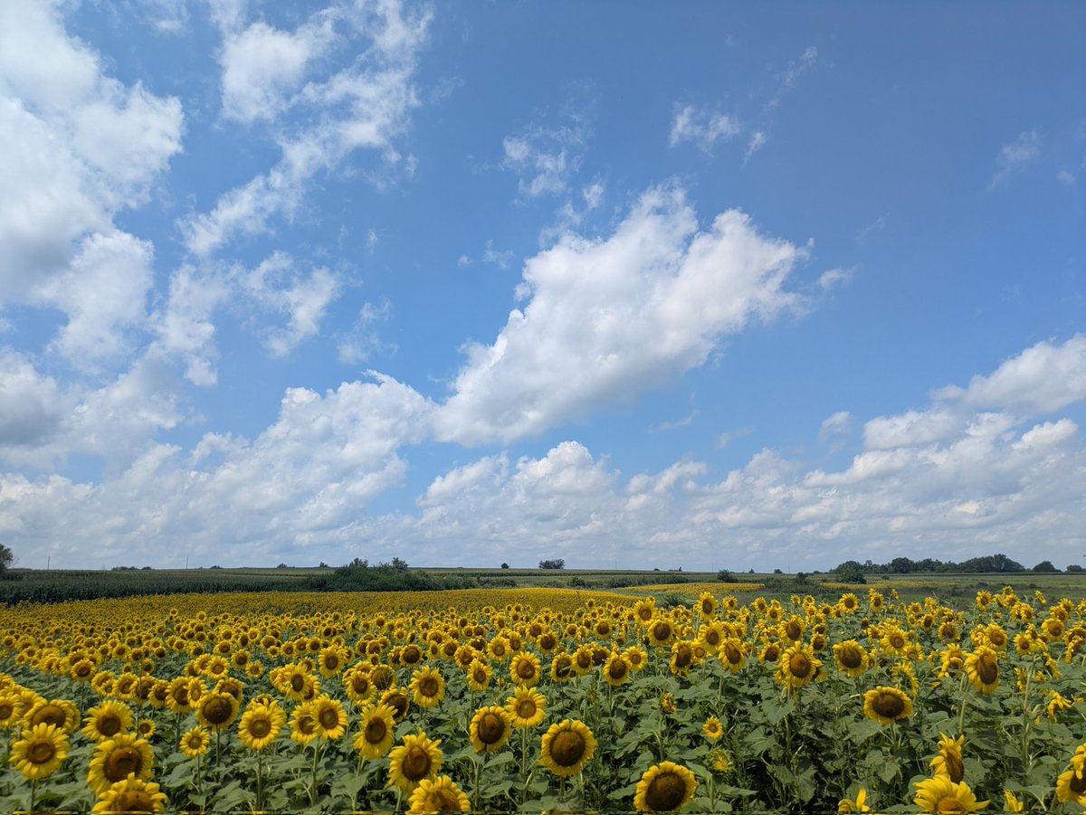 OhMe_OhMy's tweet image. 🌻