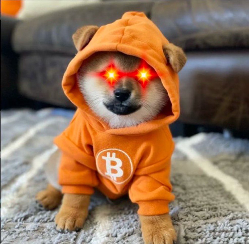Bruidbtc's tweet image. When is the best time to buy $DOG ? 

Rn ofc!!!!