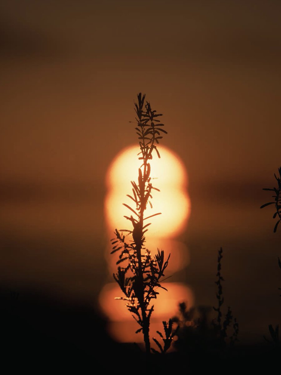 Taryn_VP's tweet image. Sunset | Lushfoil Photography Sim (PS5)