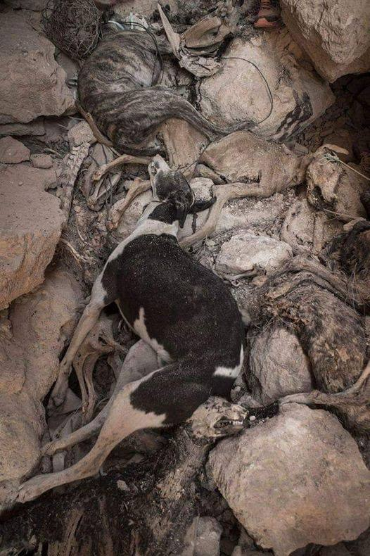 KFranc91's tweet photo. A Tarancon (Espagne), près de Madrid, a été découverte une fosse contenant des cadavres de galgos, que les chasseurs utilisaient depuis au moins 20 ans...
Tous ces pauvres chiens ont été sortis de ce trou de la honte, les uns après les autres, certains avaient une entaille au cou pour en extraire la puce, c'est dire l'ignominie de propriétaires...
Les responsables de cette abomination qui est au-delà de l'imagination, seront poursuivis et leurs noms seront rendus publics.
Désolé pour l'image, mais, il est nécessaire d'informer le public que parmi nous, certains ne sont pas encore civilisés et prennent encore les animaux pour des objets, des outils.
Oui, il est nécessaire d'informer sur l'inhumanité du monde de la chasse, encore et toujours, pour que cela ne se reproduise plus.
Oui, il est nécessaire de dénoncer, encore et toujours, l'absence inouïe, absolue, totale d'empathie des chasseurs envers l'animal, qu'il soit domestique ou sauvage..
Contrairement à ce qu'ils s'imaginent, cette absence de sensibilité ne fait pas d'eux des hommes mais des monstres.
L'empathie entre dans la construction d'un homme équilibré. Ne pas en avoir est une tare.