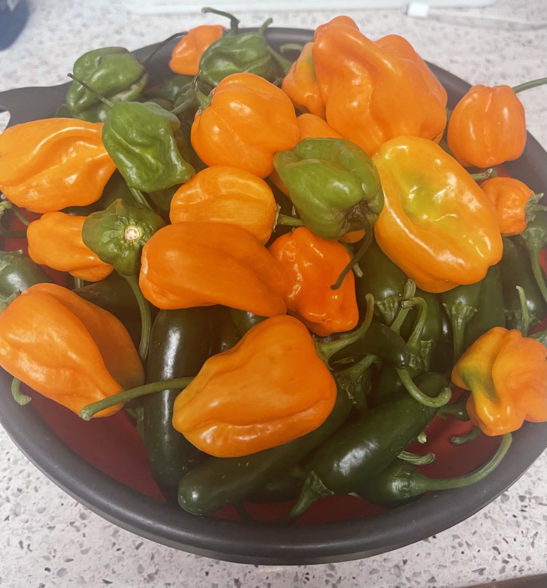 RealAmberIsMe's tweet photo. Some of my pepper harvest so far #chilihead #pepperhead #spicy ๐ถ๏ธ๐ถ๏ธ https://t.co/M31mPRbQir
