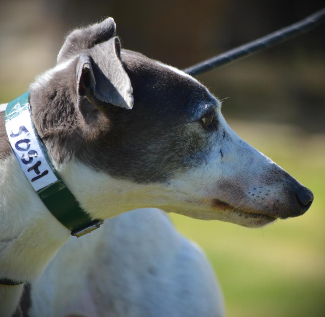 Penny (@penny2449) on Twitter photo #k9hour
Josh DOB 19/8/19 he's a loving confident boy who
loves a mad 5 minutes play, energetic at first but soon
calms down, more info/adopt him from
<a href="/RetGreys_Cbury/">Retired Greyhounds Canterbury</a> UK
Call Us: 07783 367032 Email Us:
info@retiredgreyhoundscanterbury.co.uk #k9hour
Josh DOB 19/8/19 he's a loving confident boy who
loves a mad 5 minutes play, energetic at first but soon
calms down, more info/adopt him from
<a href="/RetGreys_Cbury/">Retired Greyhounds Canterbury</a> UK
Call Us: 07783 367032 Email Us:
info@retiredgreyhoundscanterbury.co.uk