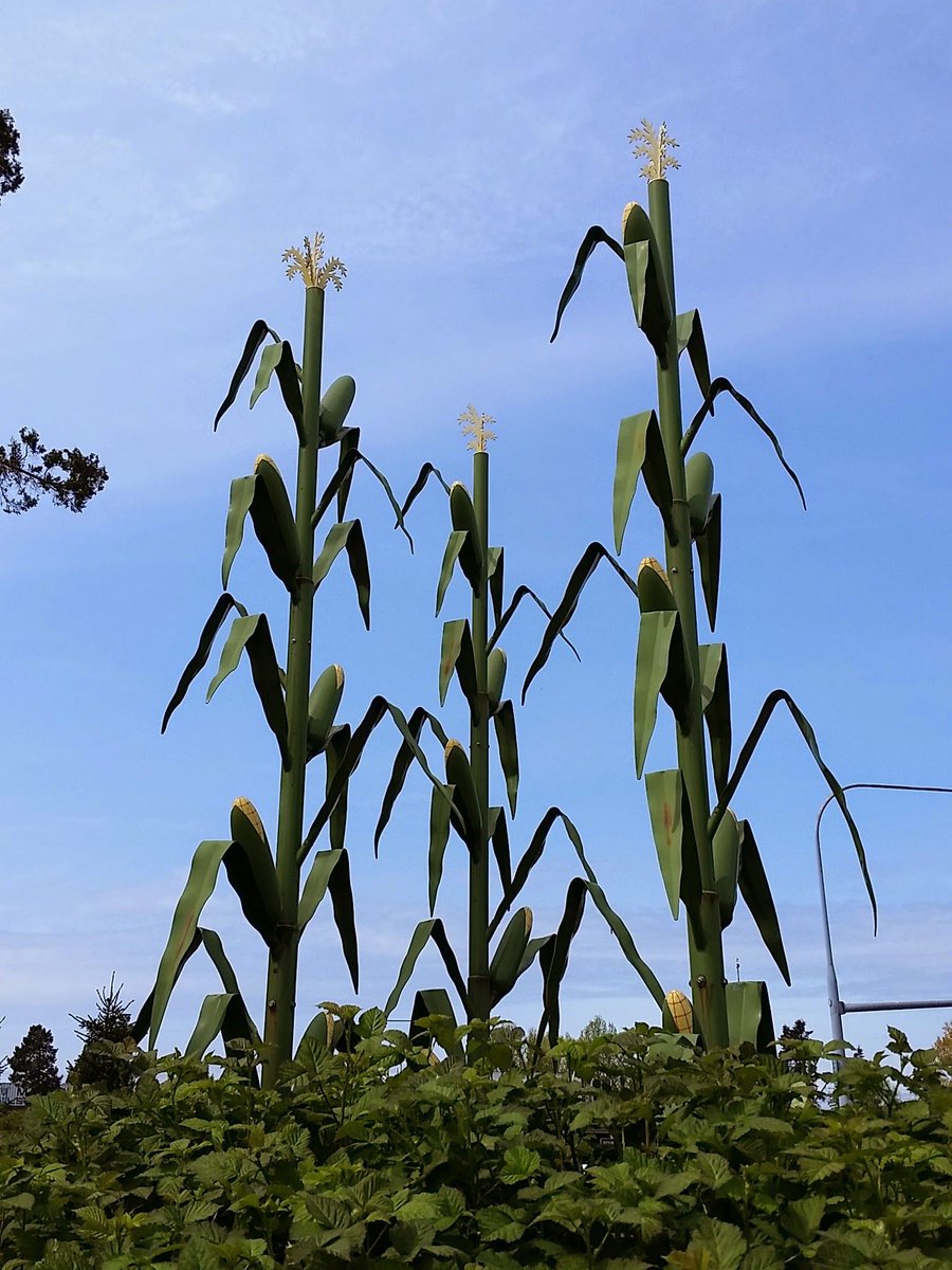 This powder-coated steel cartoon corn recalls the history of the Kent Valley as a rich agricultural area. 
In 2007 by the Americans for the Arts Year-in-Review awarded it as one of the year’s outstanding public art projects nationwide.

Check it out at 74th Ave S &amp; Willis St