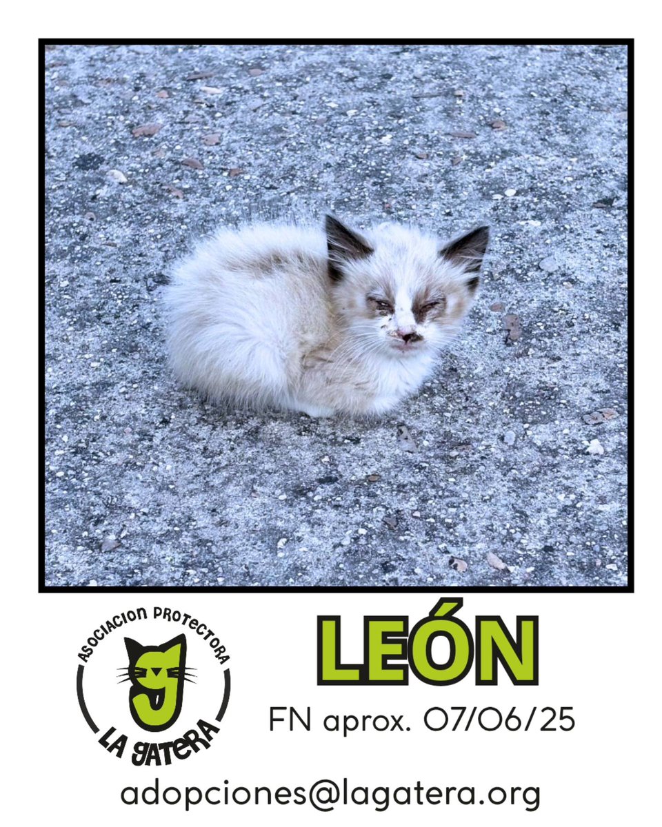 gatera_la's tweet photo. Os presentamos a León
Fue encontrado en mitad de la carretera sin moverse, en los huesos y lleno de pulgas. Aún así ronronea y disfruta  de la comida que le ha faltado 
Una vez lo estabilicemos buscará una casa donde ser feliz.
Contacto: adopciones@lagatera.org
#adopta #gatos https://t.co/rmYHtz7C9f