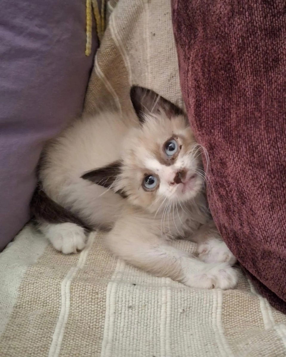 Os presentamos a León
Fue encontrado en mitad de la carretera sin moverse, en los huesos y lleno de pulgas. Aún así ronronea y disfruta  de la comida que le ha faltado 
Una vez lo estabilicemos buscará una casa donde ser feliz.
Contacto: adopciones@lagatera.org
#adopta #gatos