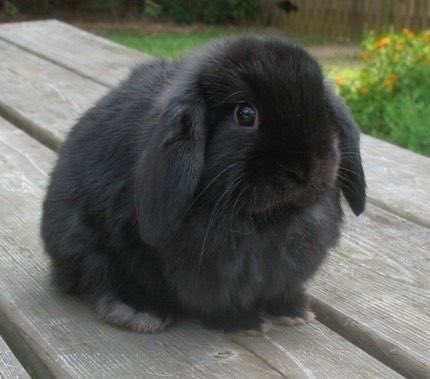 neanderthaldyke's tweet image. Bunny.  . .
