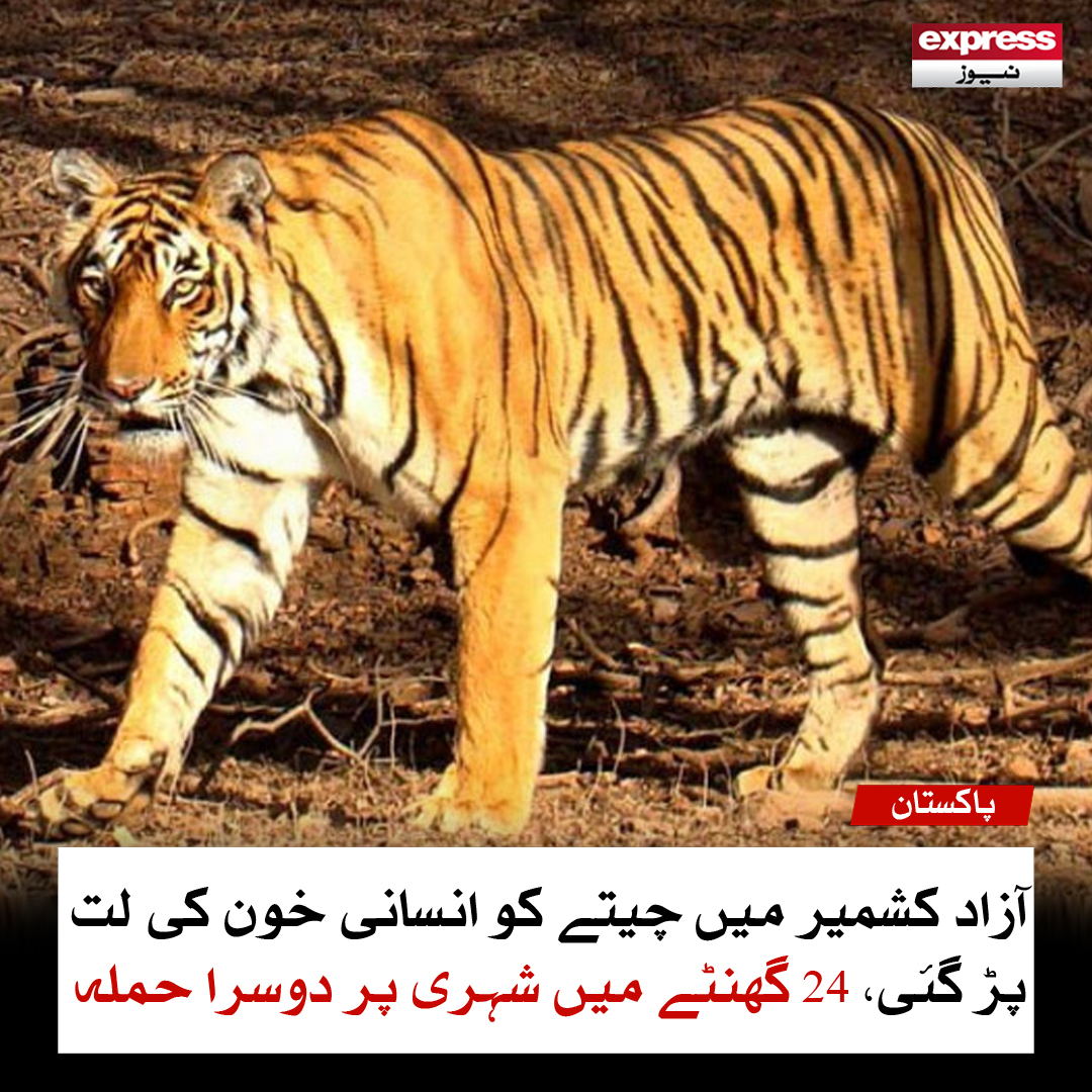 ExpressNewsPK's tweet image. آزاد کشمیر میں چیتے کو انسانی خون کی لت پڑ گئی، 24 گھنٹے میں شہری پر دوسرا حملہ
مزید پڑھیں: express.pk/story/2771600