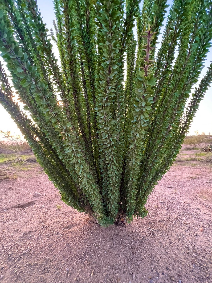 NewMexicoVibes's tweet image. Ocotillo.  #NewMexico