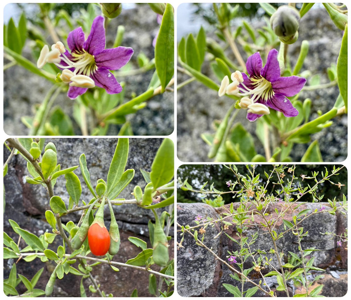botany_beck's tweet image. New to me this week but because I’d seen it on #WildflowerHour I knew exactly what it was! 🥰 Duke of Argyll’s Tea Plant, Lycium barbarum casually growing from the walls of Runcorn Castle. Introduced from China and closely related to the Goji Berry, Lycium chinense.