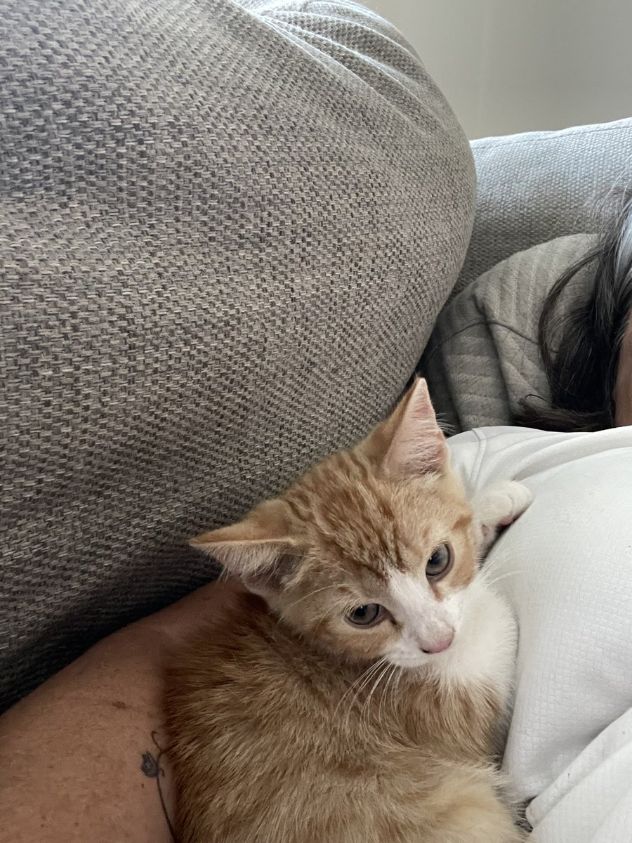1974JCS's tweet image. Baby Gus watched the penalties with me, the lady is sleeping in the cage โค๏ธ