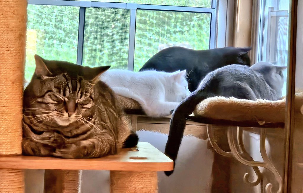 EdFatherOfCats's tweet image. Some must watch 
while others sleep!!