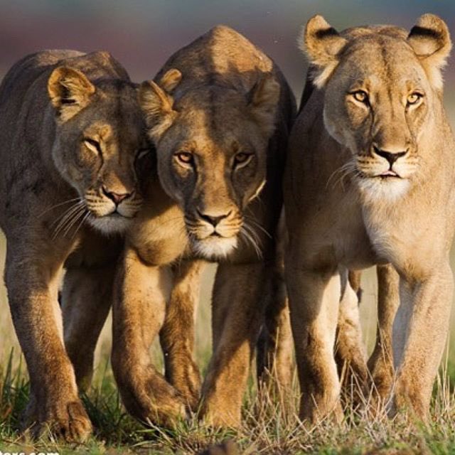 robheys's tweet image. Three lionesses on a shirt!
🙂⚽️👏🏴󠁧󠁢󠁥󠁮󠁧󠁿🏆