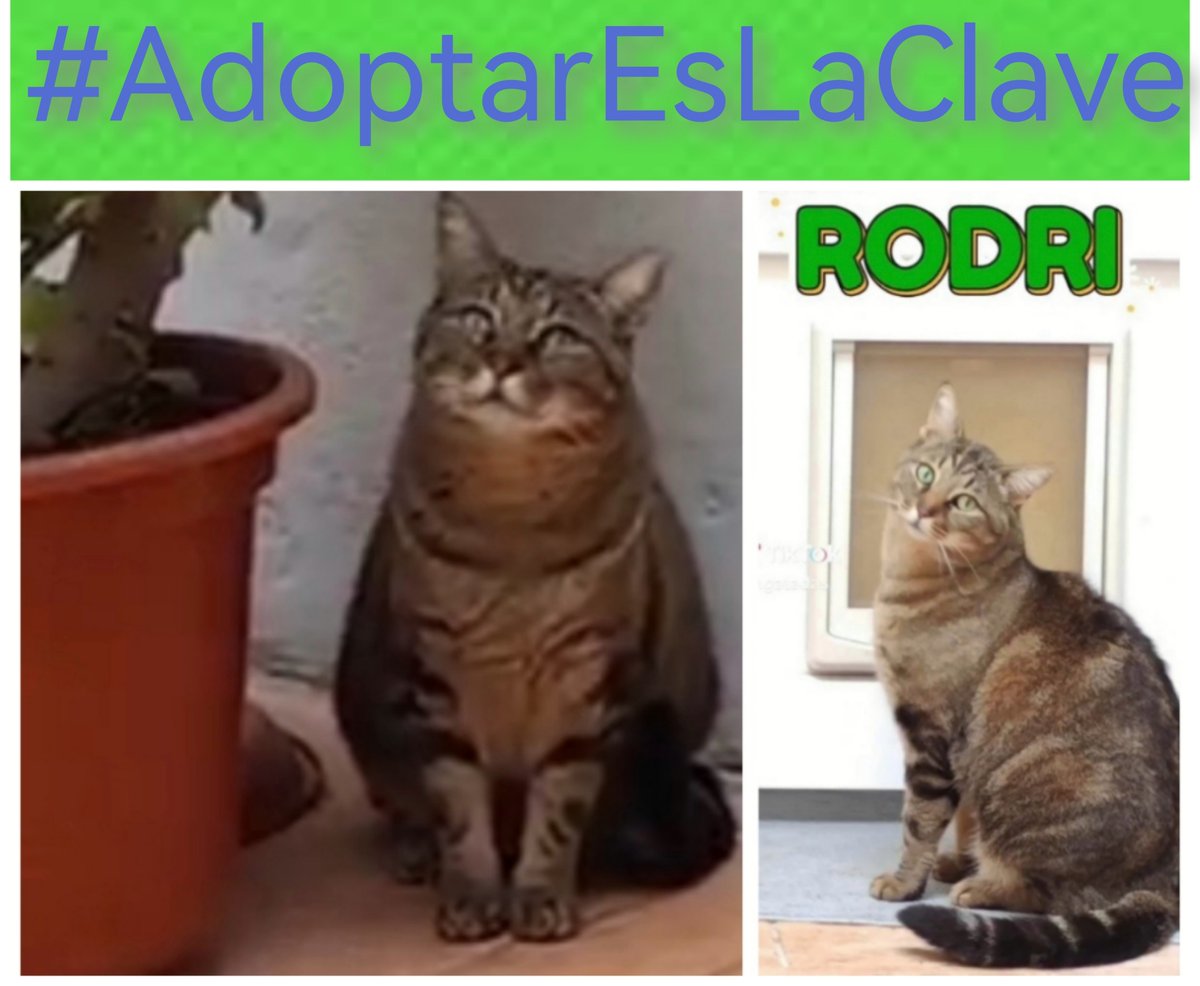 RODRI.
En leucemia positivo,
Para rechazarlo no hay  motivos,
Necesita amor, buena alimentación para seguir vivo, 
Su enfermedad solo se contagia a la especie felina, 
La gente buena jamás descrimina 
INFO <a href="/enGatadas_AB/">enGatadas</a> 
#AdoptarEsLaClave