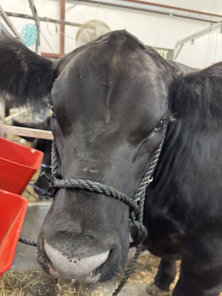 It's time for the #GreeneCountyFair at <a href="/GreeneFairFun/">Greene County OH. Fair</a> ! <a href="/whiotv/">WHIO-TV</a> 
SCHEDULE: bit.ly/3LKSkix