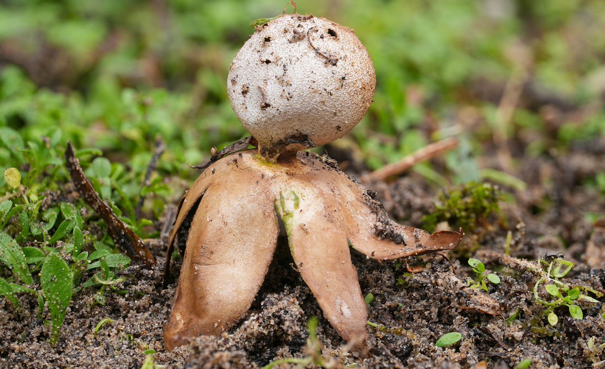 UmbralShadows's tweet image. Myriostoma coliforme, "Pepper Pot Earthstar"
This unusual earthstar fungus starts as a spherical, tough, leathery outer layer about 2–5 cm in diameter, which splits into 5–12 pointed rays that curve downward, revealing a round, spore-bearing inner sac 1–3 cm wide with a…