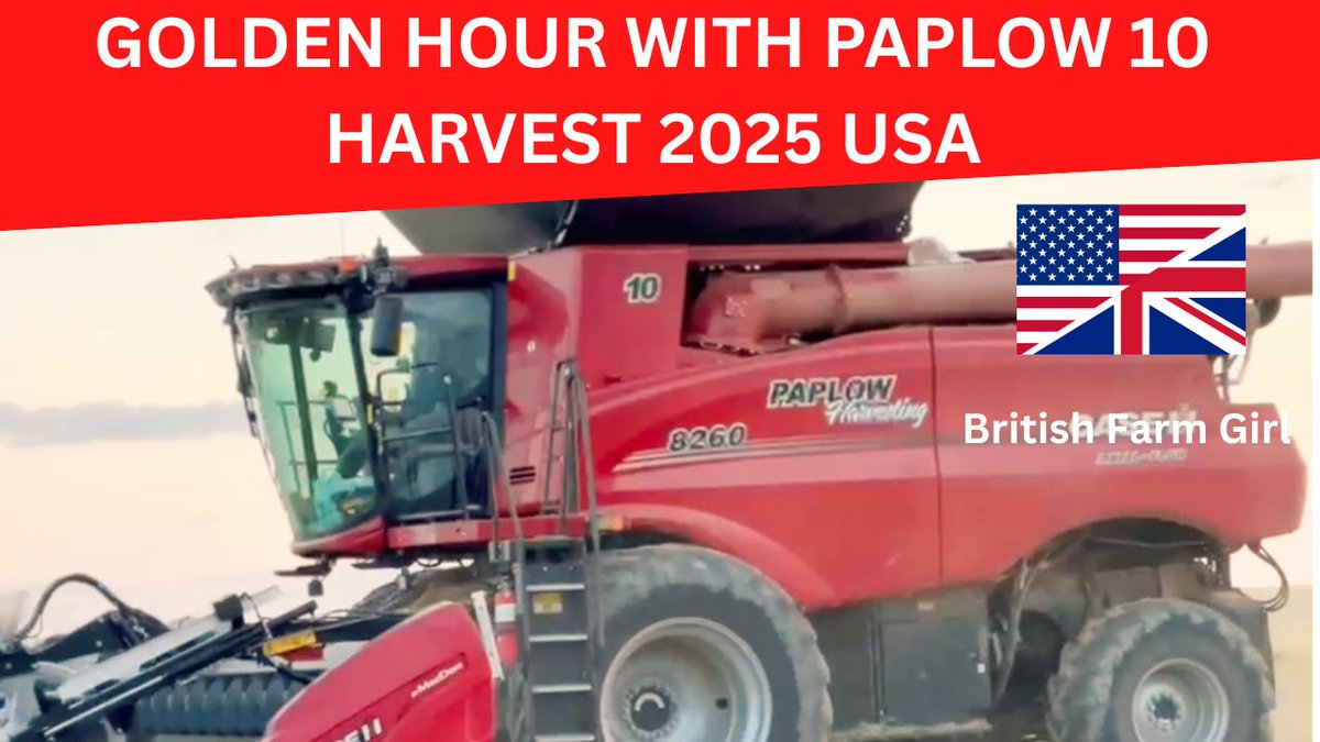 LittleBigFarm's tweet image. GOLDEN HOUR WITH PAPLOW 10 youtu.be/gPeuxeqv8rE?si… via @YouTube