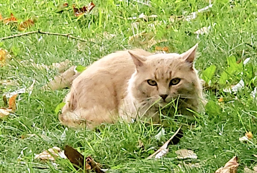 EdFatherOfCats's tweet image. Leonardo this morning. 
Beautiful cat.