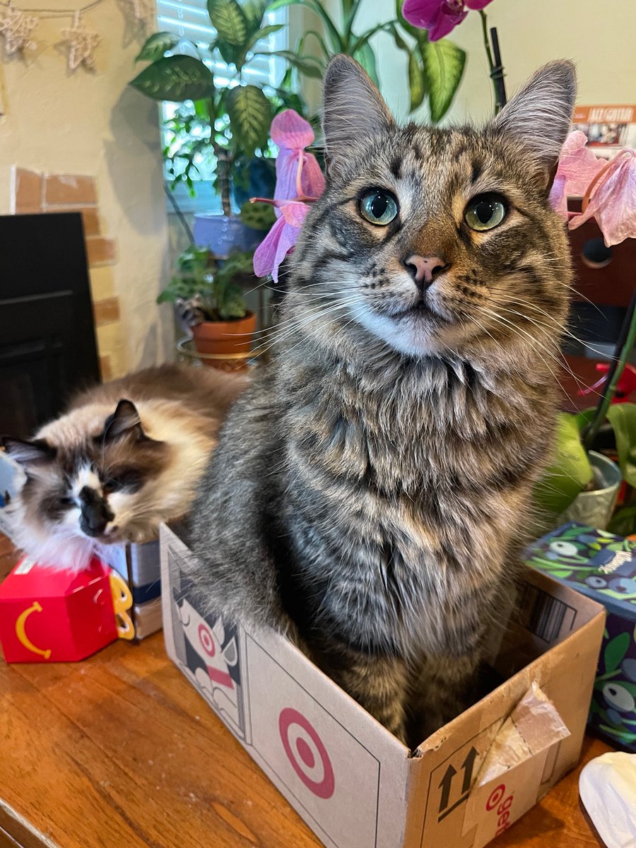 Hiya friends! Thank mew for all the love you’ve sent our brofur Skippy! He did well with his first fluid injection and ate well today. We’ve been helping mom to look after Skippy. Hope mew are having a happy #CatBoxSunday! ❤️😽 
#Hedgewatch #CatsOfX
