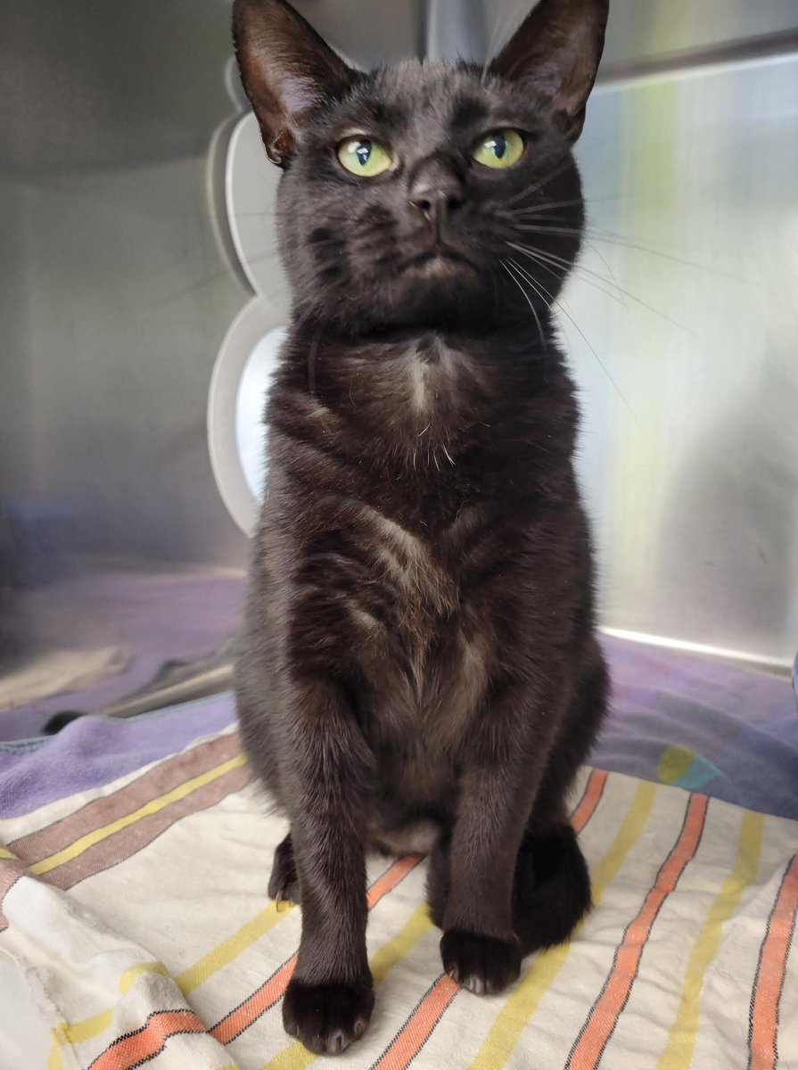 HfxMda's tweet image. (NS SPCA) NS SPCA Adoptable - Pika
** Release
waterfrontmediahfx.the902hxir.ca/93344-2