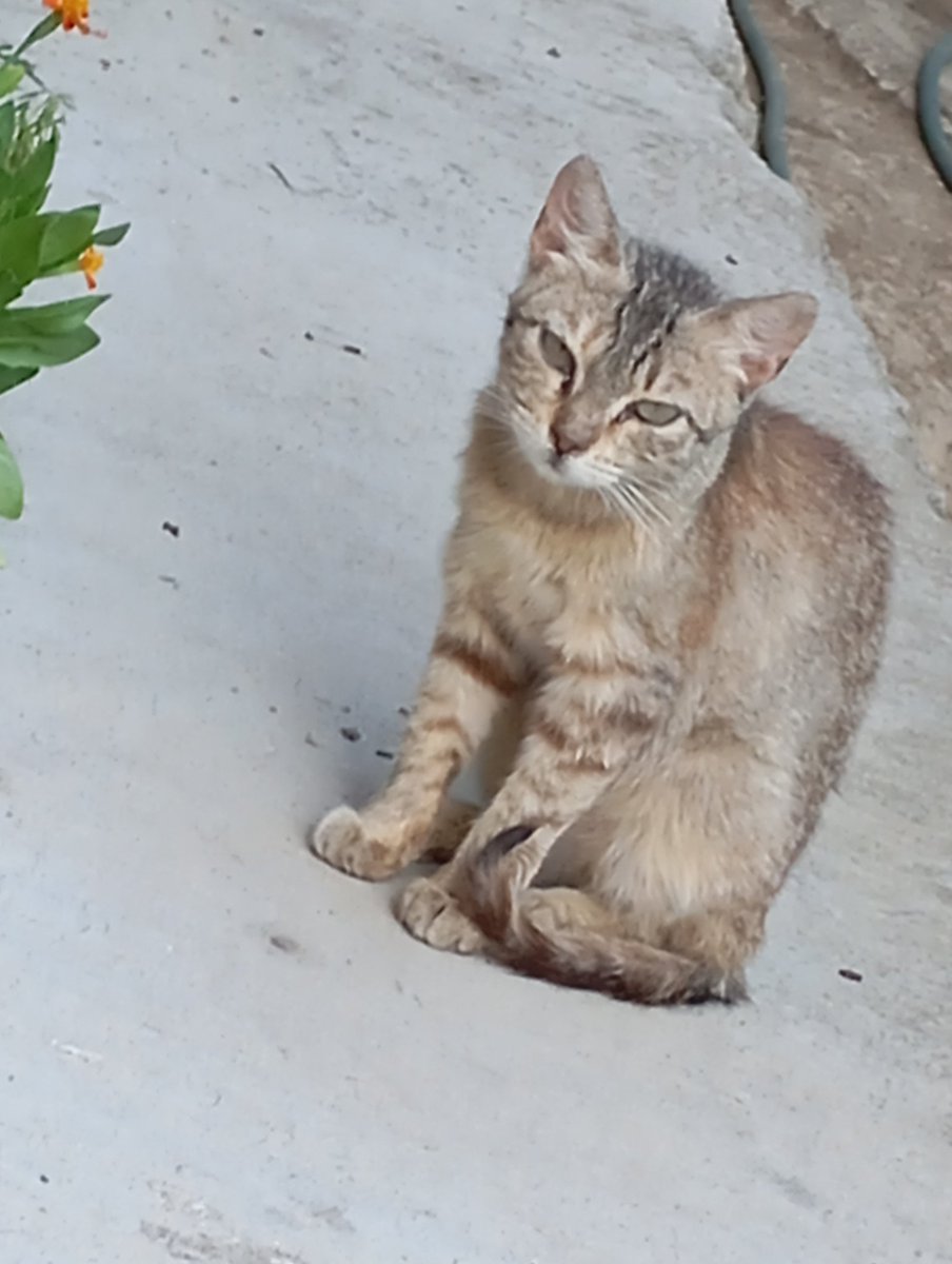 _MrChu's tweet image. I love stray cats [happy]