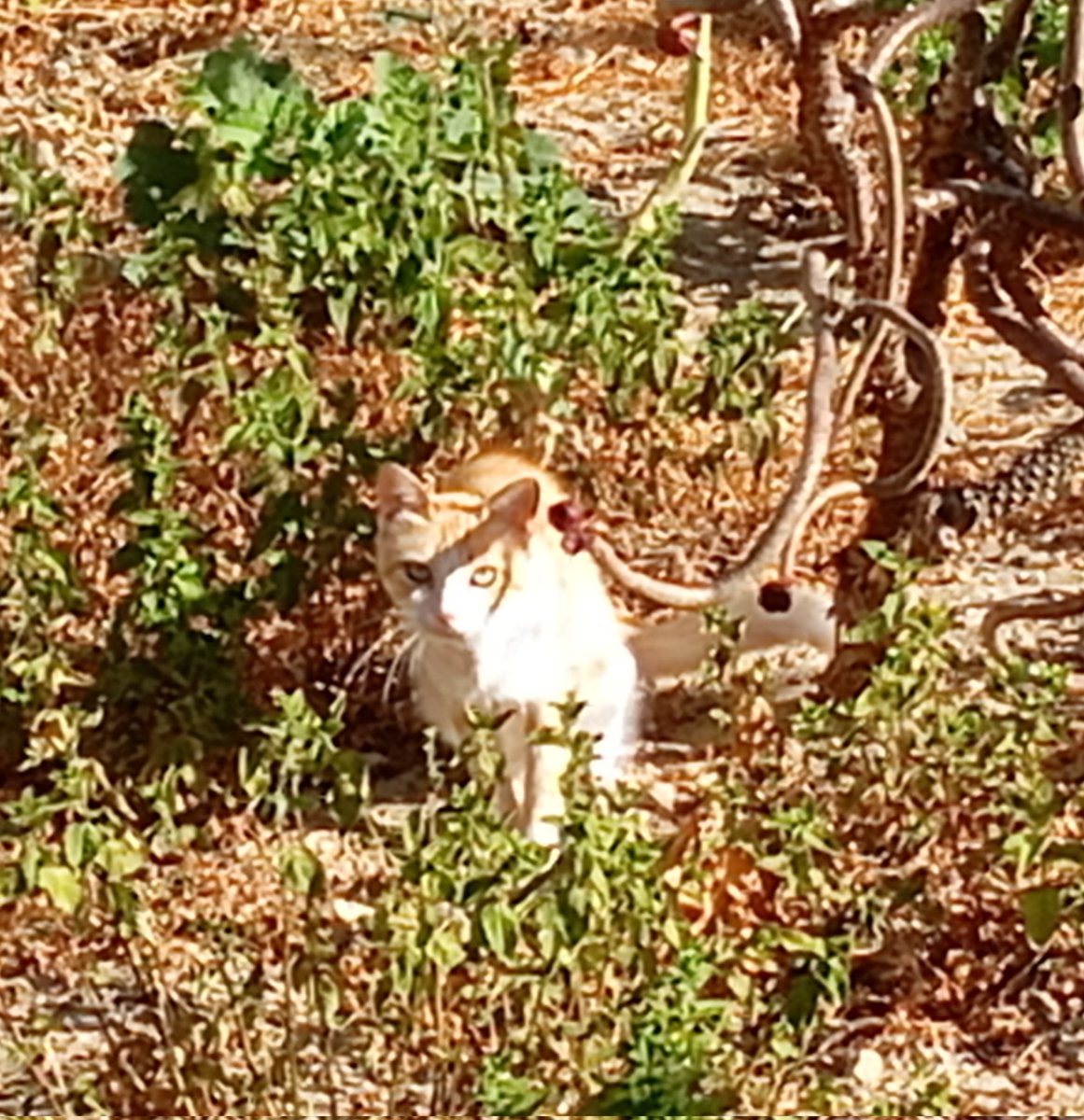 _MrChu's tweet image. I love stray cats [happy]