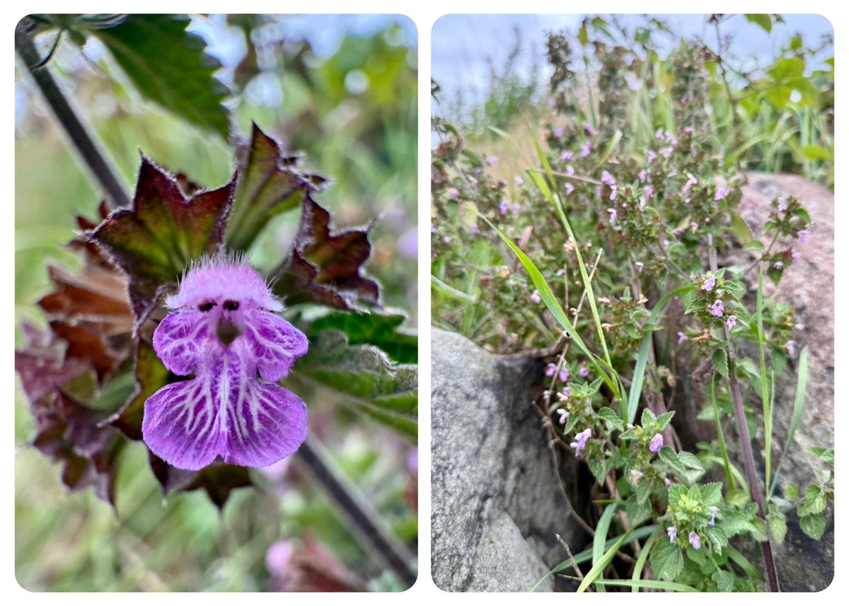 botany_beck's tweet image. For the #DeadNettleFamily challenge the delightfully fuzzy headed flowers of Black Horehound, Ballota nigra always look a bit confused to me! The flowers are so worth a closer inspection as they are prettily pencilled with delicate markings 😍 #WildflowerHour