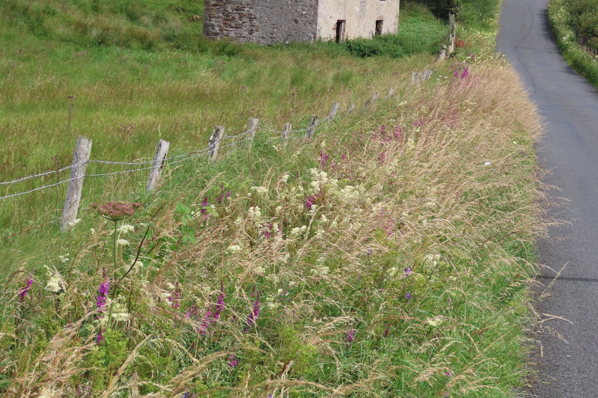 Donna Rainey tweet media