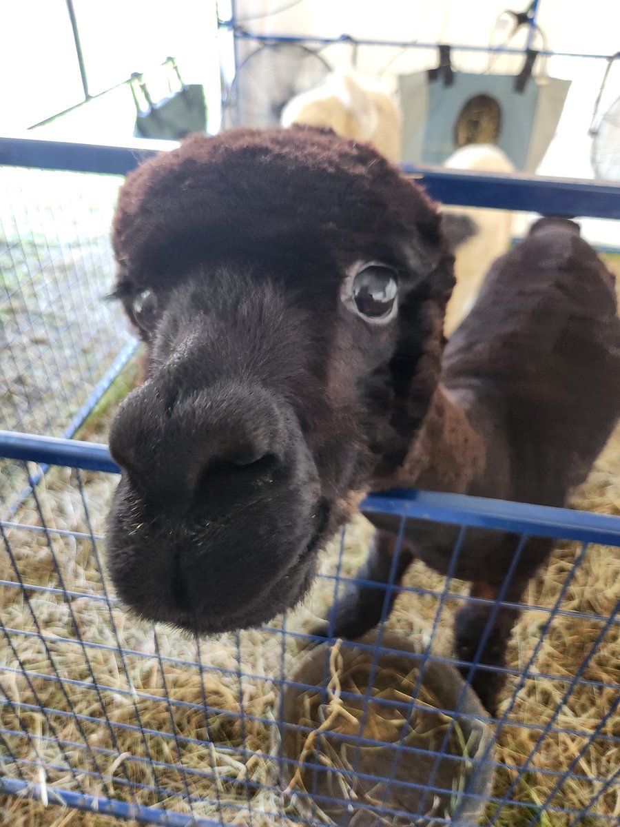 Isley23's tweet image. The alpaca at the Summit County Fair says &quot;FEED ME!!&quot; 🤣🤣