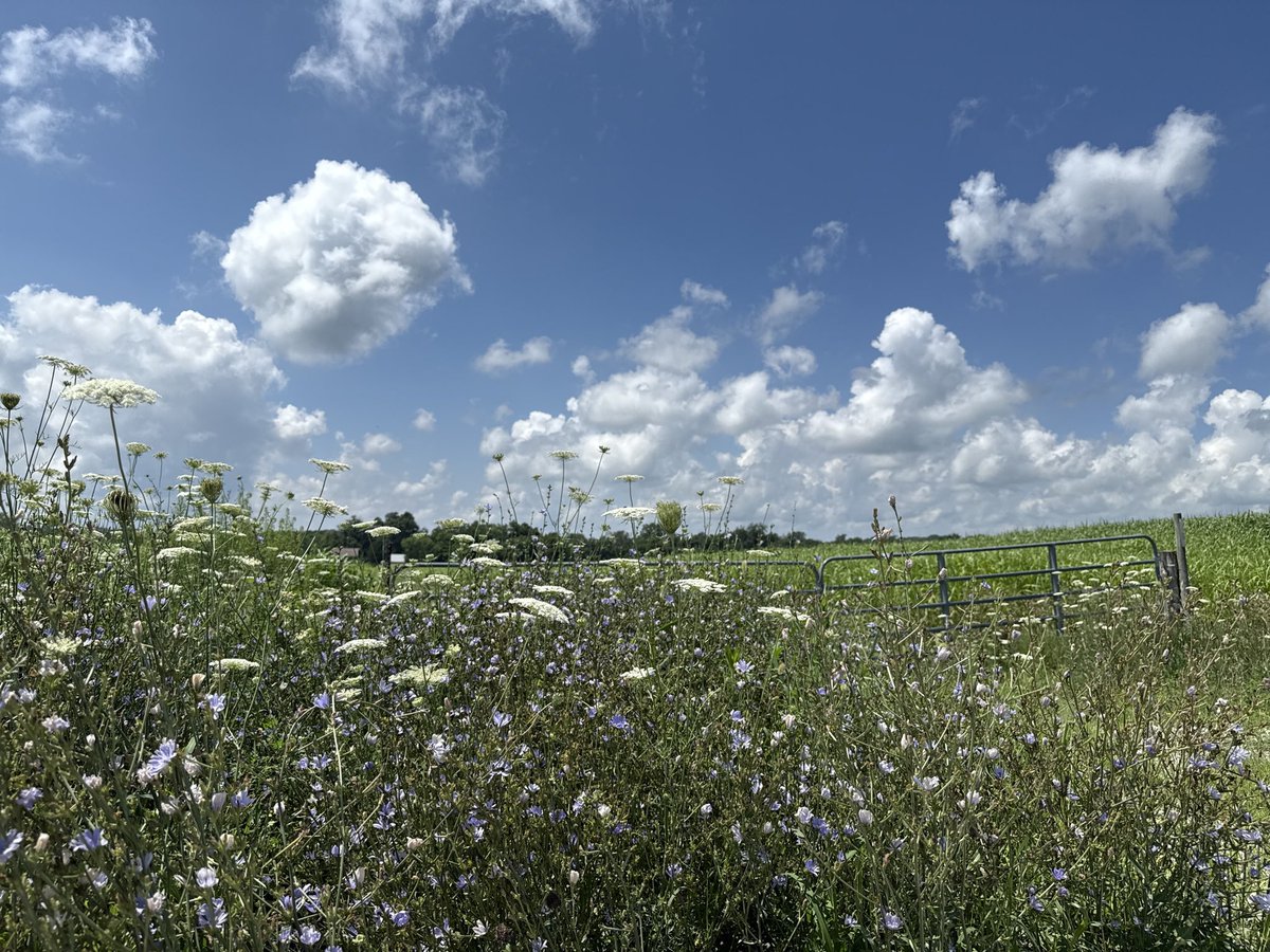 ok_listener's tweet image. beautiful late July