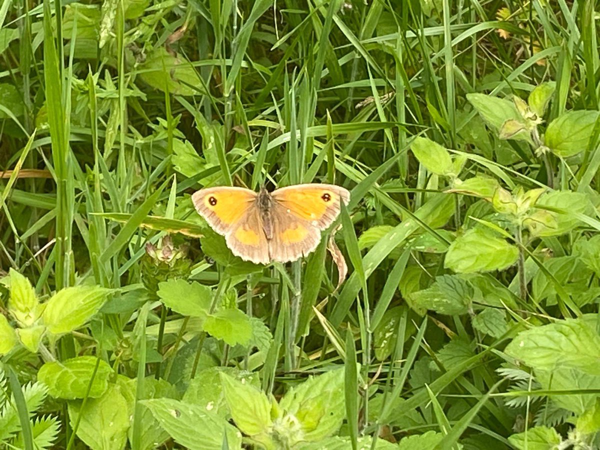 A really enjoyable beautiful butterfly walk today at Homefield Wood 💚 

11 species, 78 individuals 🦋

Hopefully all the attendees now have the tools do do their own Big Butterfly Count for <a href="/savebutterflies/">Butterfly Conservation 🦋</a> at home now.

…erflycount.butterfly-conservation.org