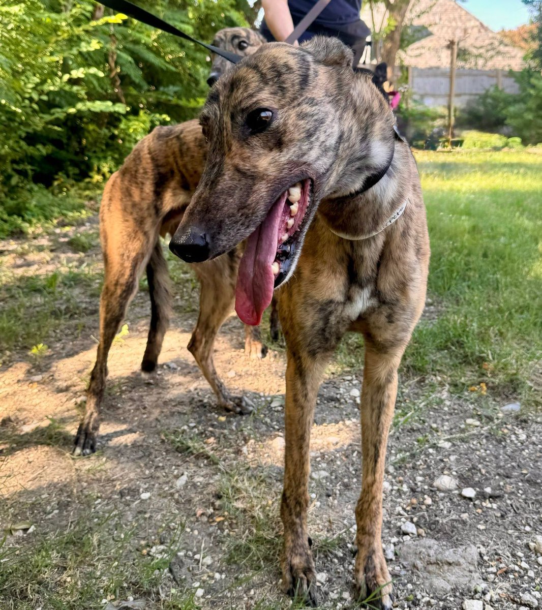 Welcome, 3 year old Greyhound Arctic from Australia! Arctic is fostering in Dallas with kitties to see if cats are a long term fit. Read more: galtx.org/hound/arctic/ 

#Greyhounds #AdotpableGreyhounds
