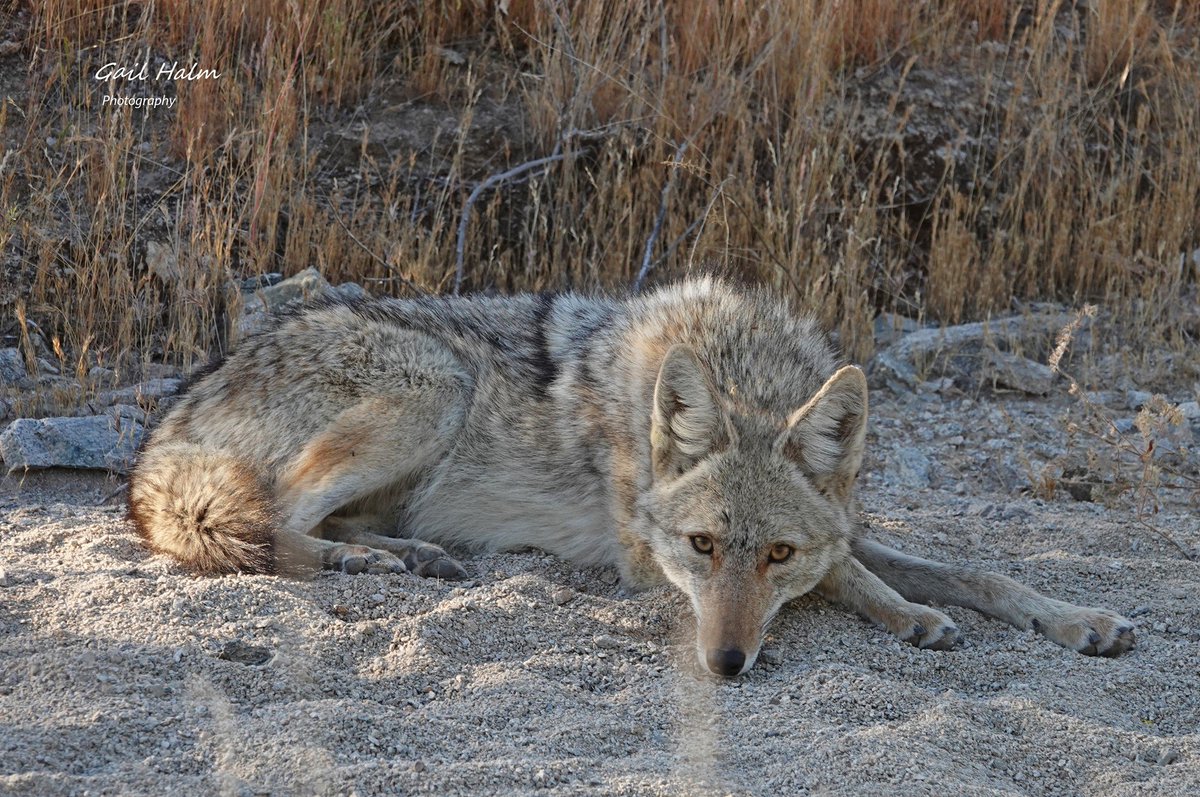 HourlyYote's tweet image. [🔗](api.tinyfox.dev/hourly/yotes/9…)