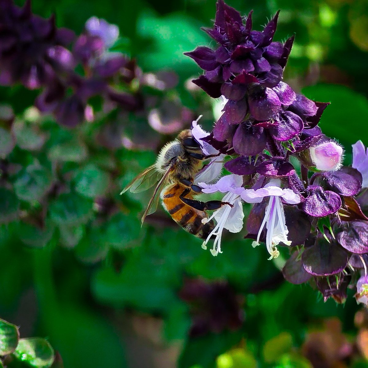 AlpacaAlpacaAl1's tweet image. A bee enjoying their Sunday. Taken on the Galaxy S25 Ultra. I hope you enjoy yours too!

#ShotOnSnapdragon 

#withGalaxy 

@Snapdragon 

@SamsungMobileUS