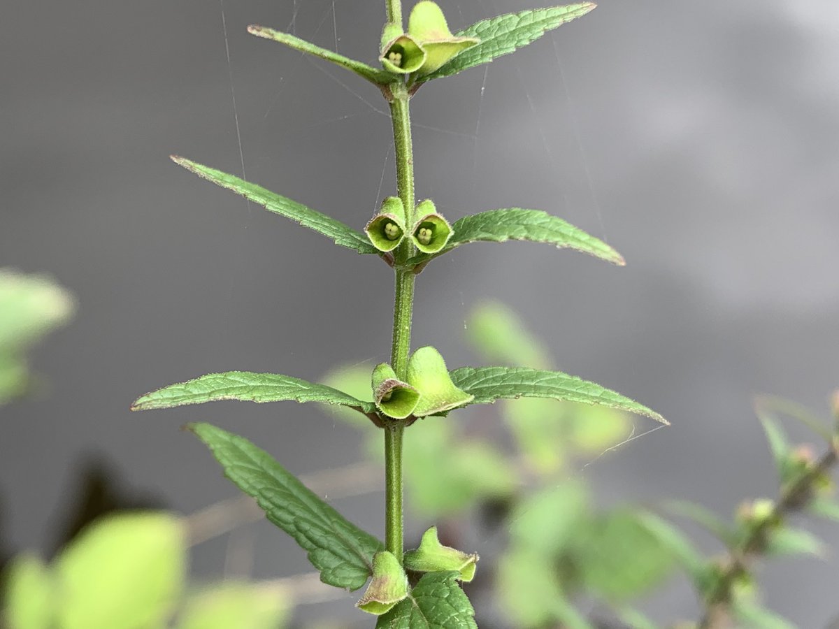Three of the #DeadnettleFamily growing in the wall of Hind Wheel Dam, #RivelinValley .
Hedge Woundwort, Water Mint and Skullcap (x2). 
Pleased to report neither phone nor glasses were lost overboard while taking these pictures, just a little dignity
#WildflowerHour <a href="/BSBIbotany/">BSBI: Botanical Society of Britain & Ireland</a>