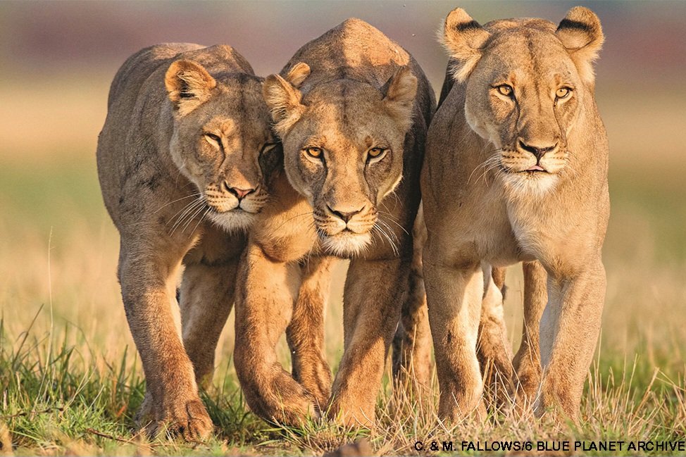 dannykellywords's tweet image. Champions again! Well done, England.