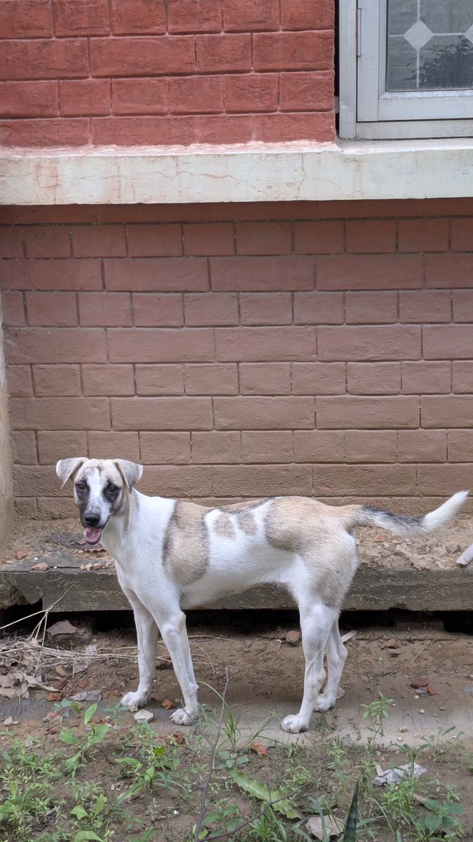 okay_aditii's tweet photo. The thing I love the most about DU campus is that I get to meet these precious babies everyday. I love how they wag their little tails and run to me for some pets (and treats). I wish I could take all of them home with me. ❤️
#DelhiUniversity #ArtsFaculty https://t.co/IkJxb1yz2C