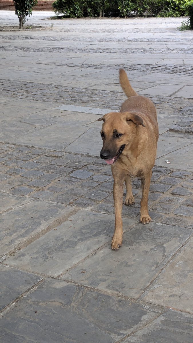 okay_aditii's tweet photo. The thing I love the most about DU campus is that I get to meet these precious babies everyday. I love how they wag their little tails and run to me for some pets (and treats). I wish I could take all of them home with me. ❤️
#DelhiUniversity #ArtsFaculty https://t.co/IkJxb1yz2C