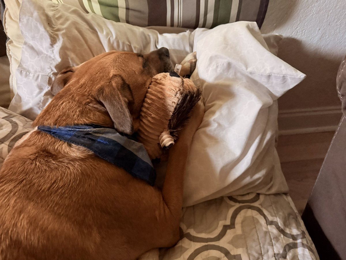 SM_Pollard's tweet image. Just a cute boy and his chew toy.