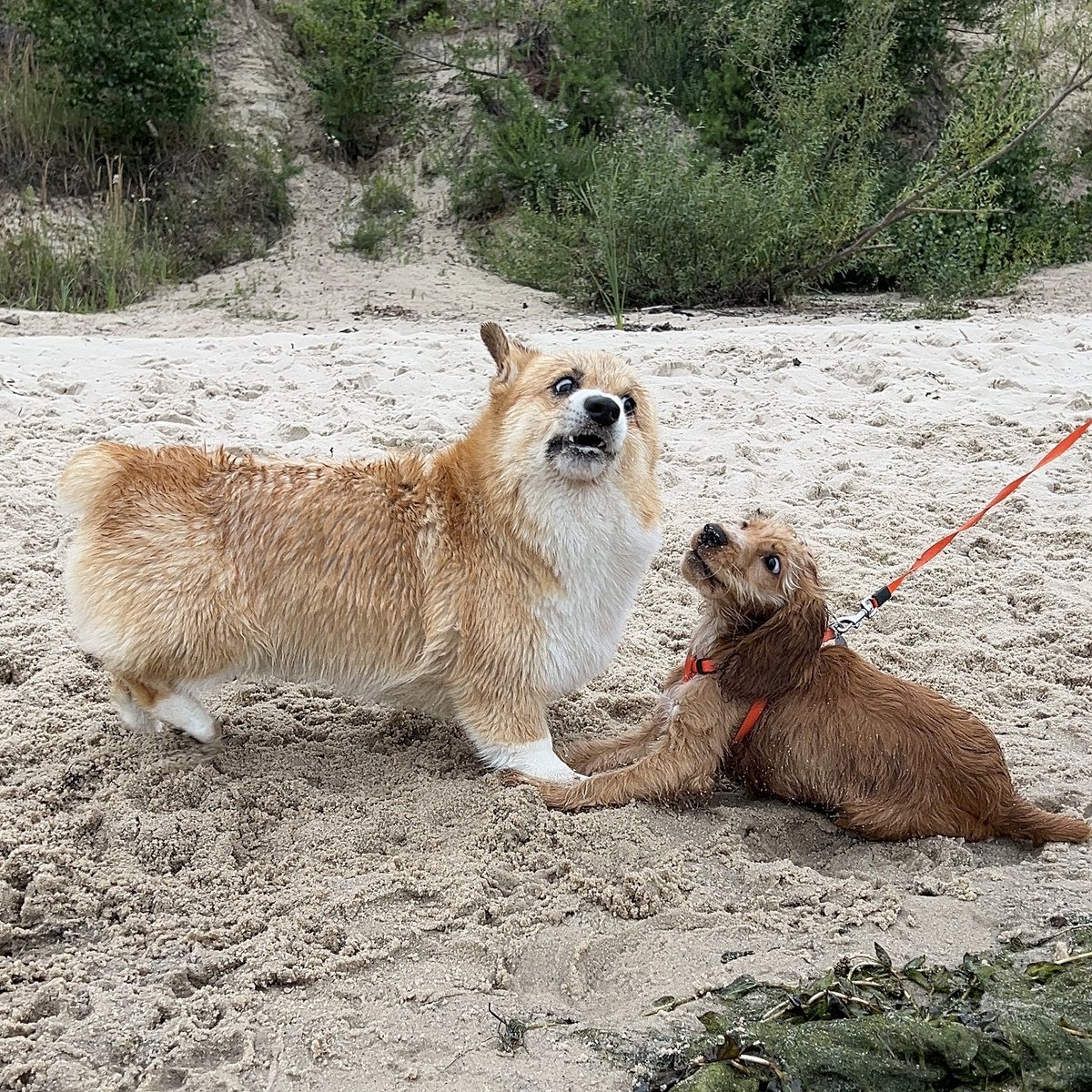letstri's tweet image. Guess my dog