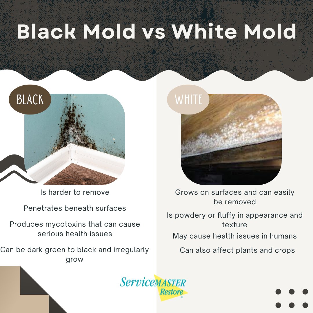 SMWesterly's tweet image. Black mold is considered to be one of the most toxic types of molds. However, all indoor molds—including white mold—present a health risk and should be removed from the home as quickly as possible. Know how to identify mold: zurl.co/A6k8u