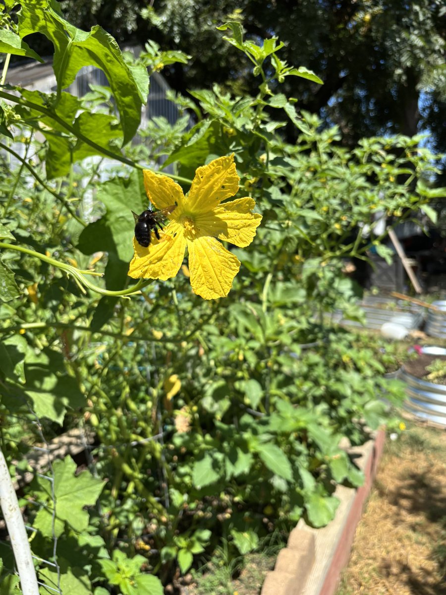 FloreFlos's tweet image. Carpenters on the loofa flowers thanks for the help guys