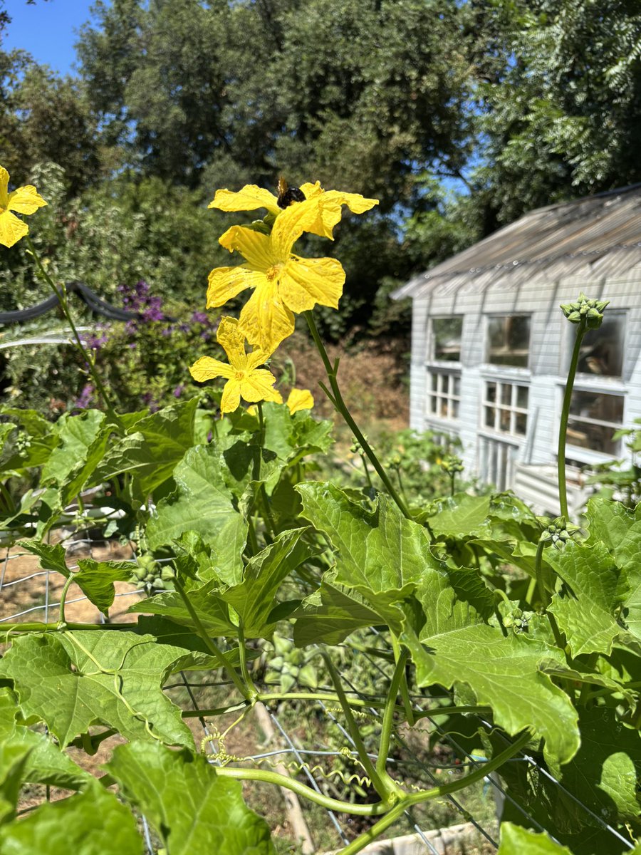 FloreFlos's tweet image. Carpenters on the loofa flowers thanks for the help guys